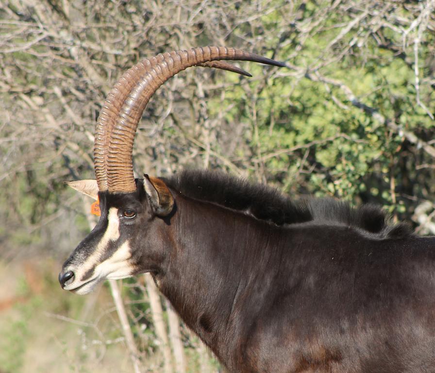 Hannah Game Lodge Ohrigstad Dış mekan fotoğraf